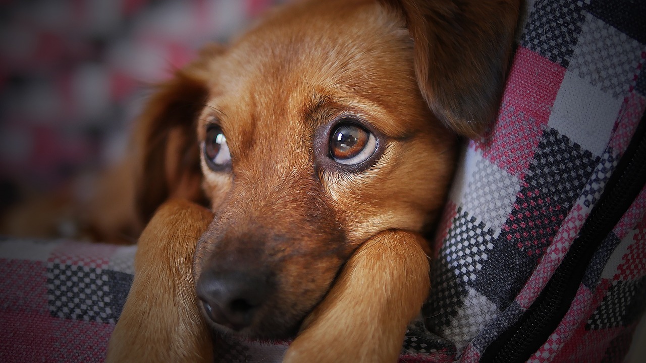 dog, cute, nature