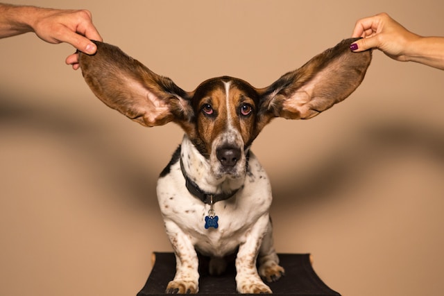 ohren reinigen bei hunden