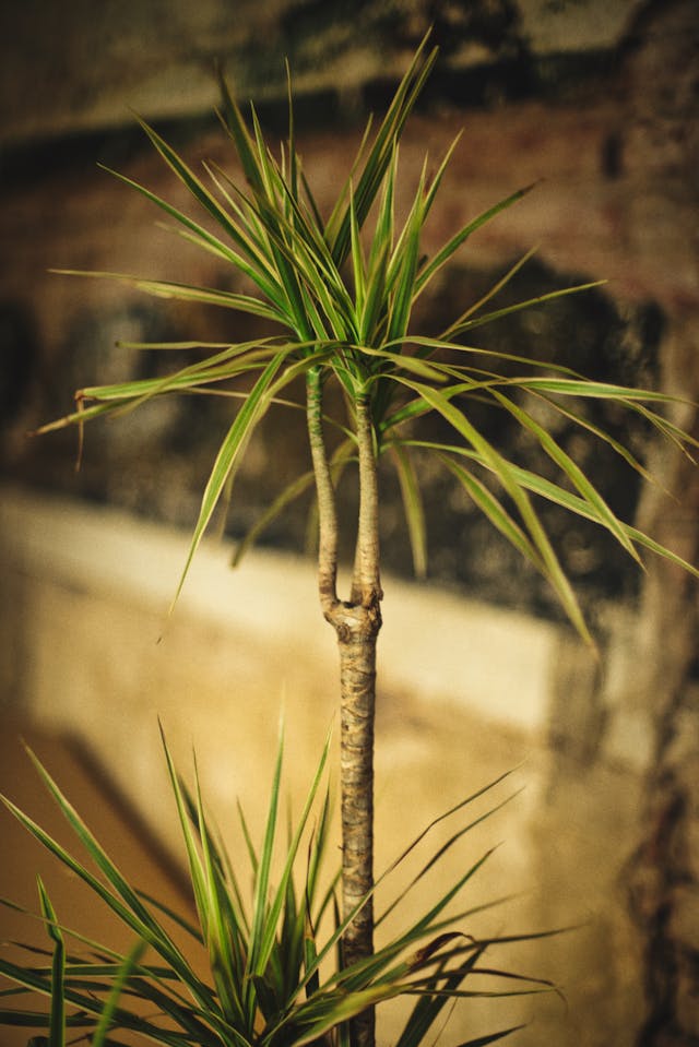 Ist Drachenbaum (Dracaena) giftig für Katzen? Haustierhilfe