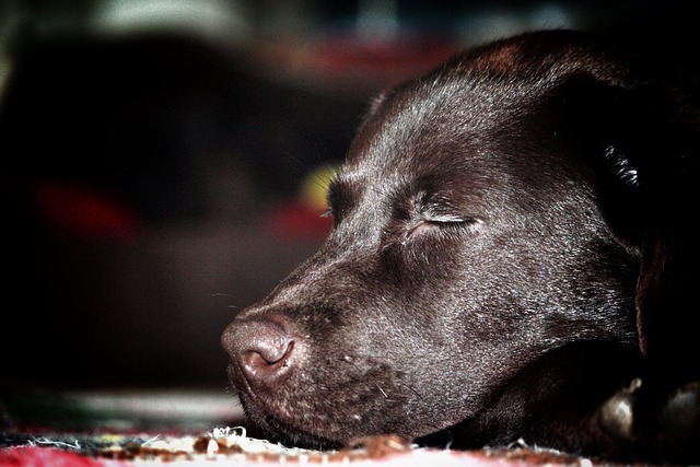 Hund Epilepsie einschläfern