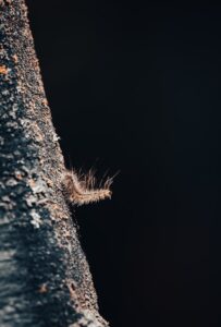Gefährliche Brennhaare: Eine Raupe des Eichenprozessionsspinners